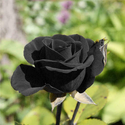 Black Rose flower seeds