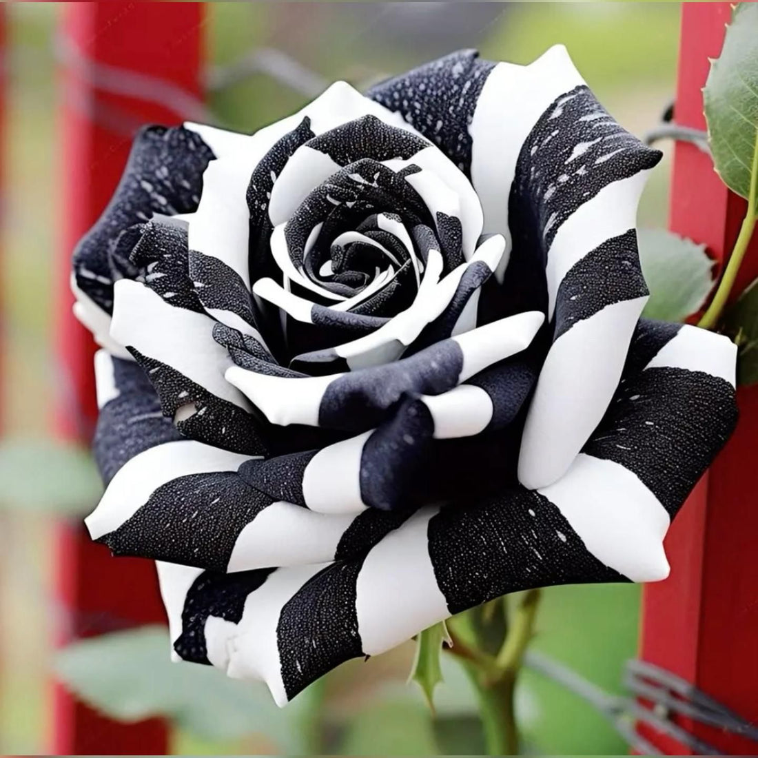 Black White flower seeds