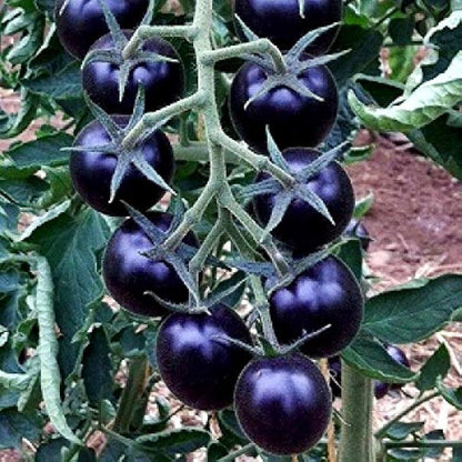 Blue Tomato Seeds for Planting – Heirloom Non-GMO Garden Seeds
