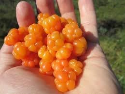 Cloudberry Fruit Seeds for Planting – Heirloom Non-GMO Garden Seeds