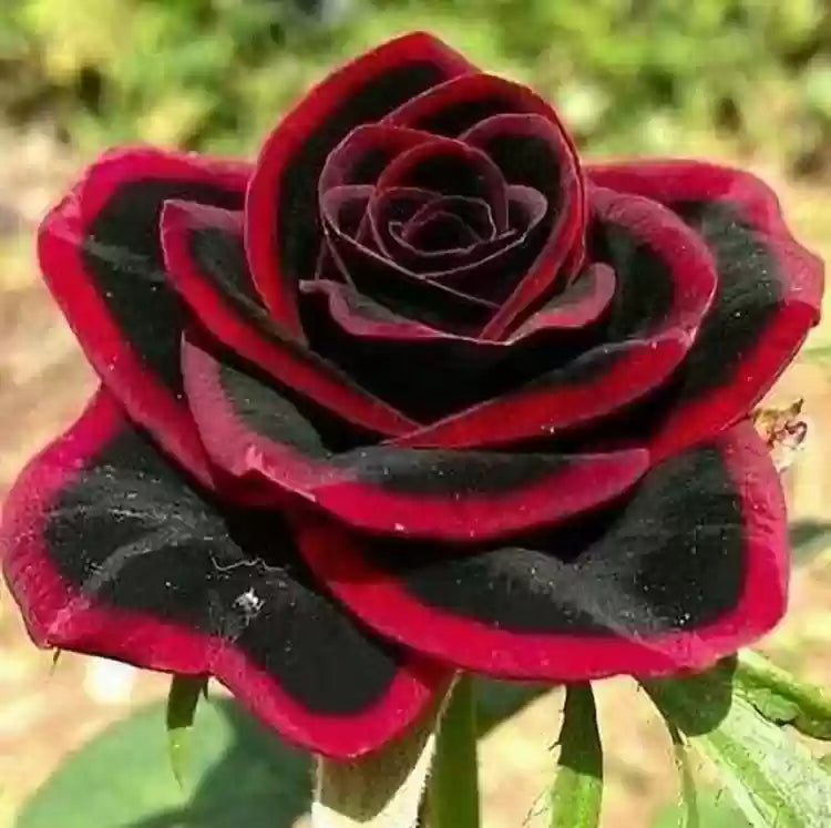 Gray Red flower seeds