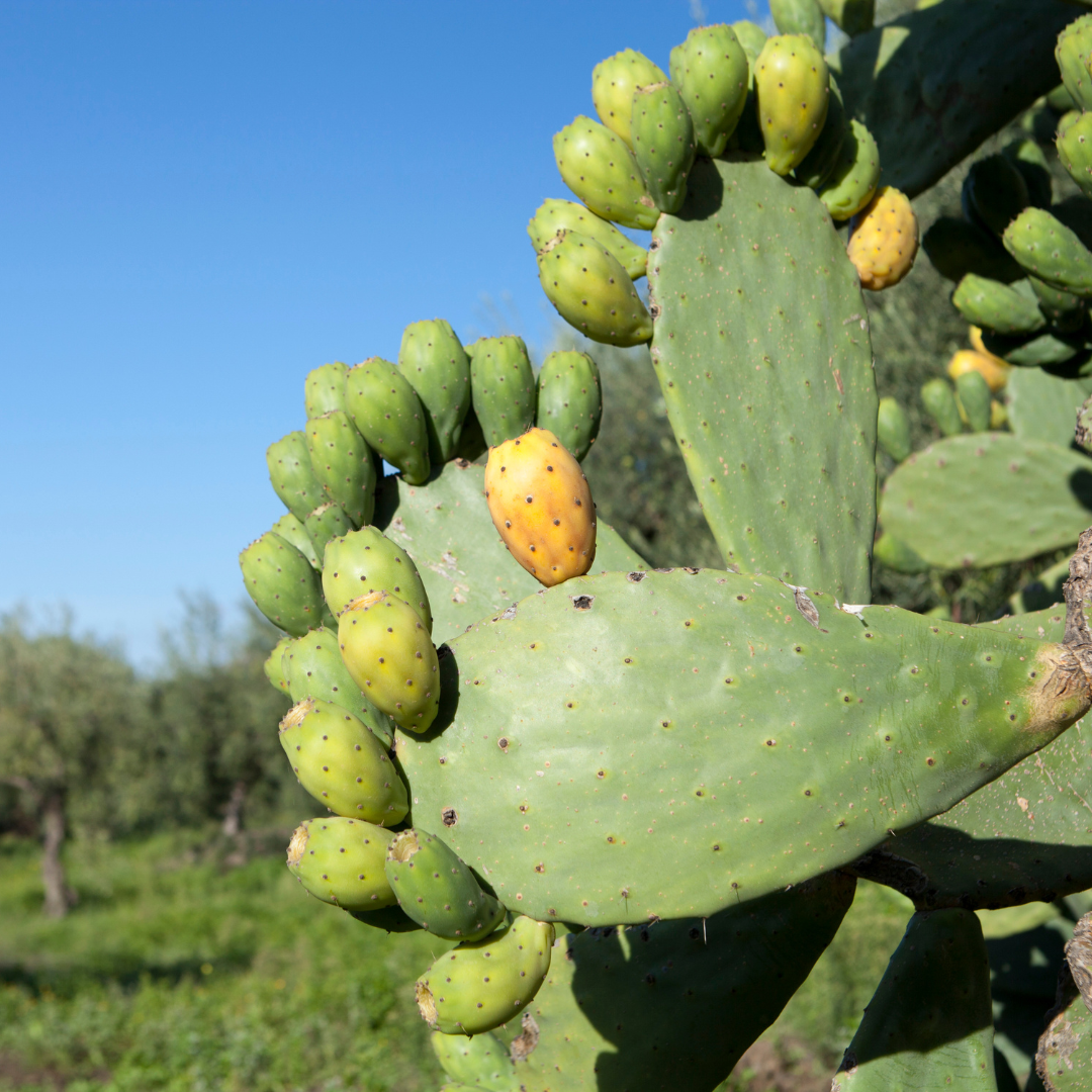 Green Lasiacantha Fruit Seeds for Planting for Growing a Unique Green-Fruited Plant