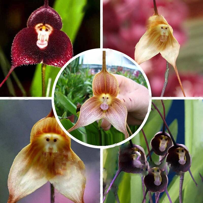 Monkey Orchid flower seeds