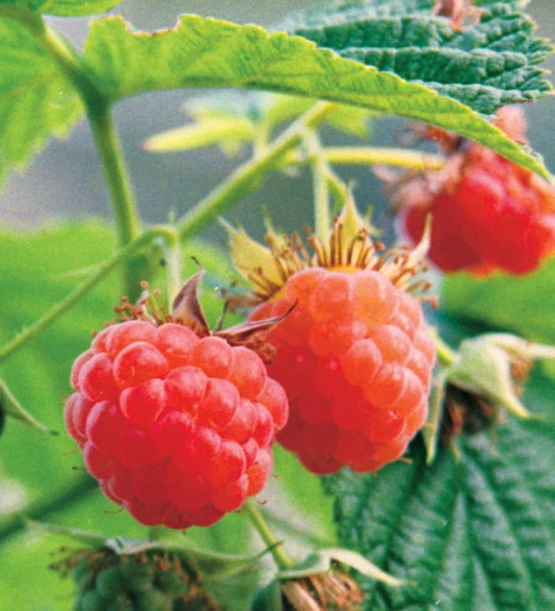 Red Raspberry Fruit Seeds for Planting – Heirloom Non-GMO Garden Seeds