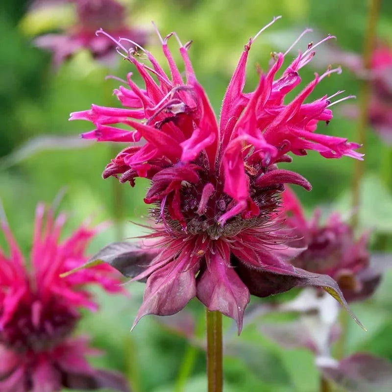 Pink Monarda flower seeds