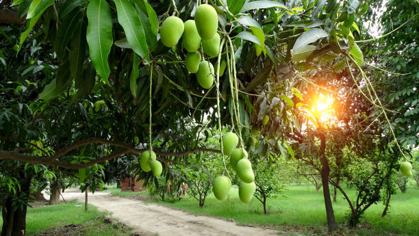 Raw mango seeds for planting and growing tropical mango trees