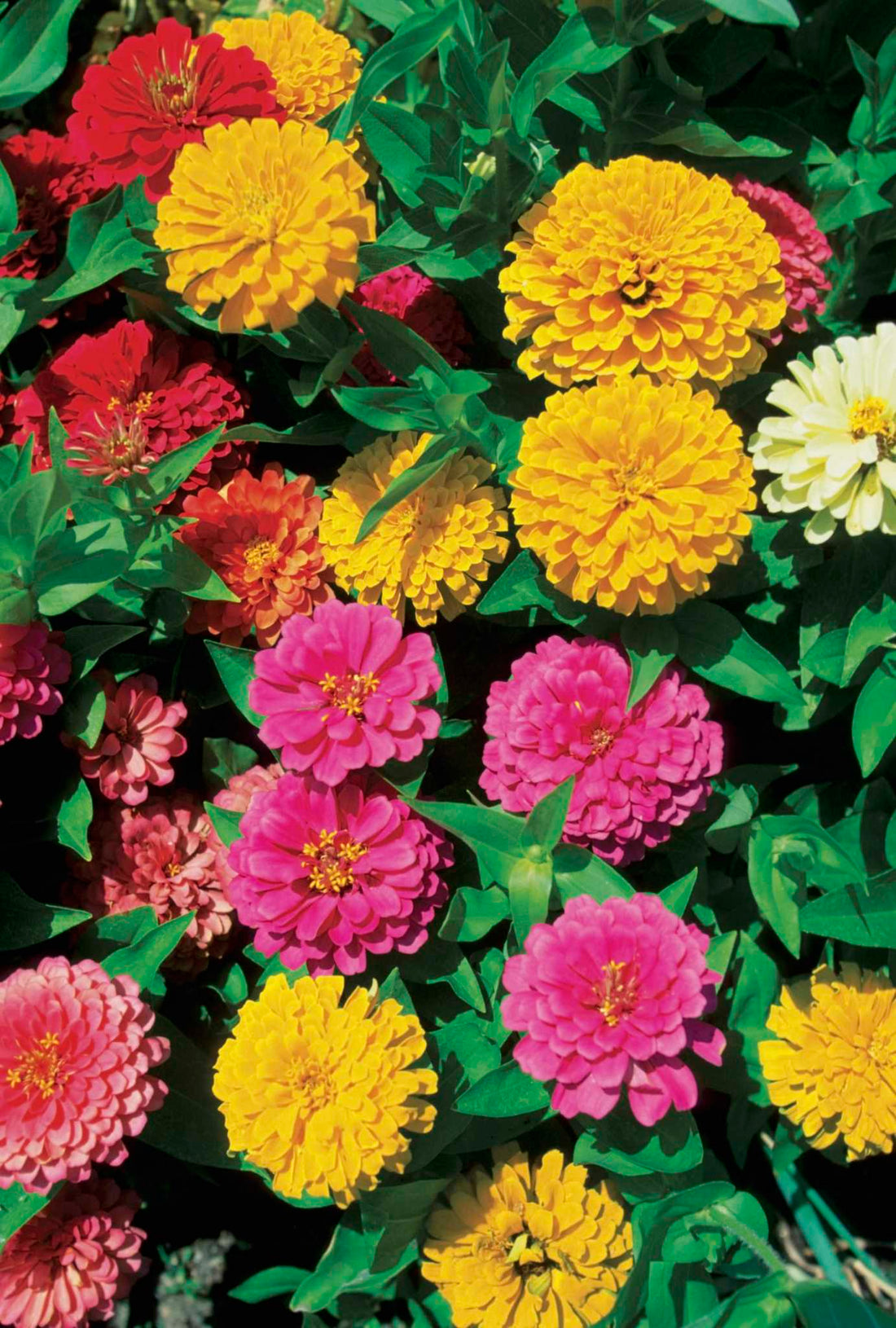 Purple Yellow flower seeds
