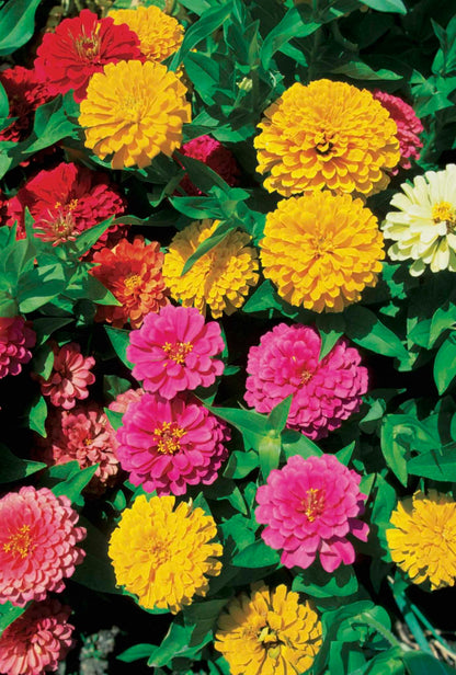 Purple Yellow flower seeds