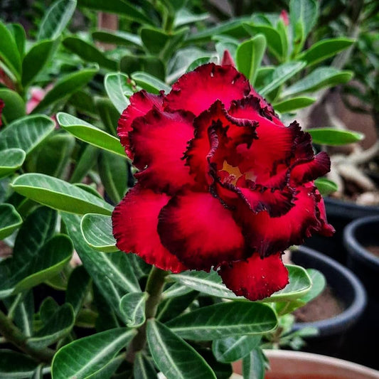 Red Desert Rose Plant Growing in Sunny Garden