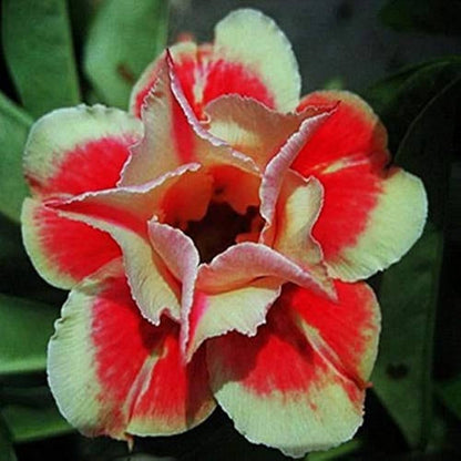 Red Adenium flower seeds