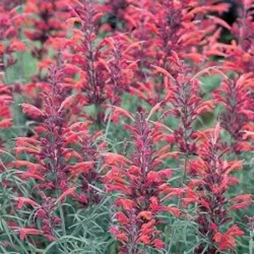 Red Agastache Flower Seeds for Planting – Heirloom Non-GMO Garden Seeds