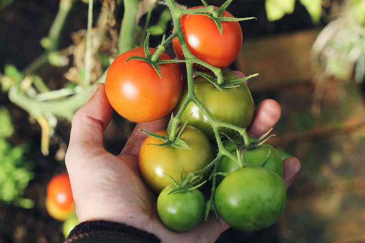 Red Green Tomato Seeds