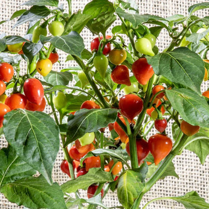 Biquinho Pepper Seeds for Planting – Heirloom Sweet Chili Seeds