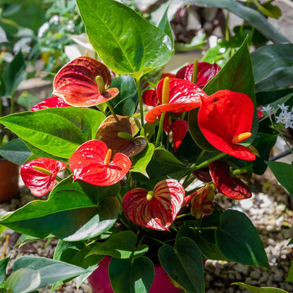 Anthurium flower seeds