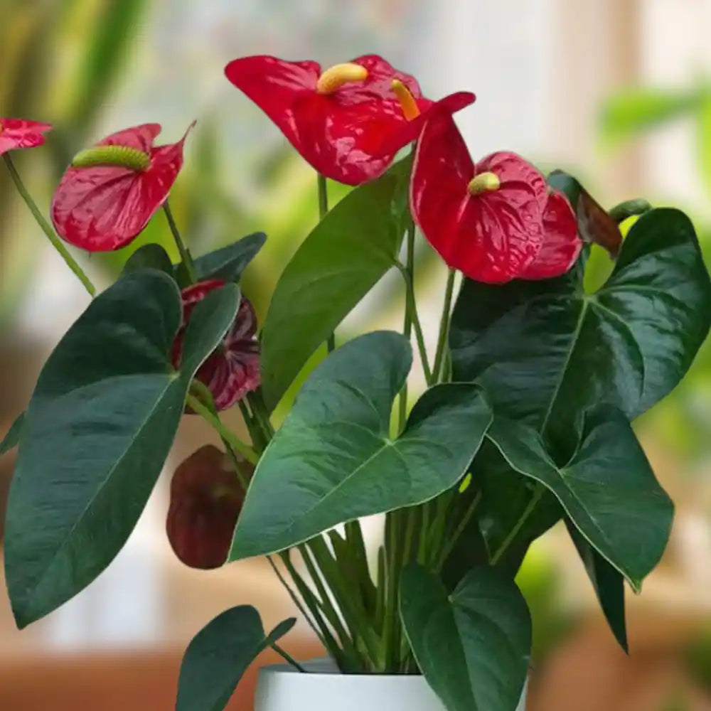 Red Anthurium flower seeds