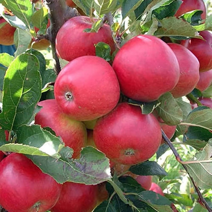red apple seeds