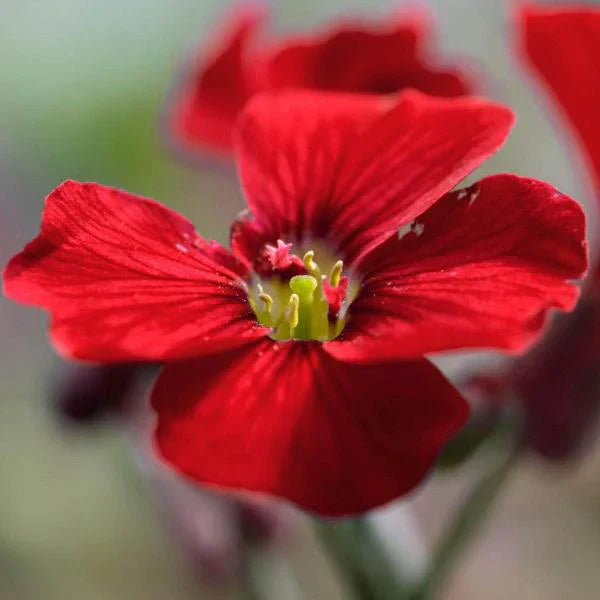 Red Aubrieta flower seeds