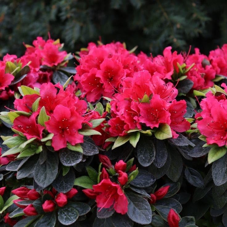 Red Azalea flower seeds