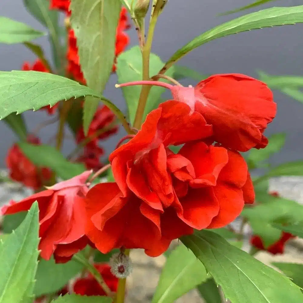 Balsamine Red flower seeds