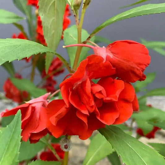 Balsamine Red flower seeds