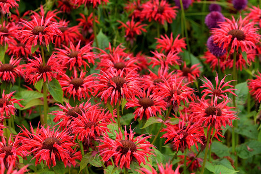 Panorama Red Bee Balm Flower Seeds for Planting – Heirloom Non-GMO Garden Seeds