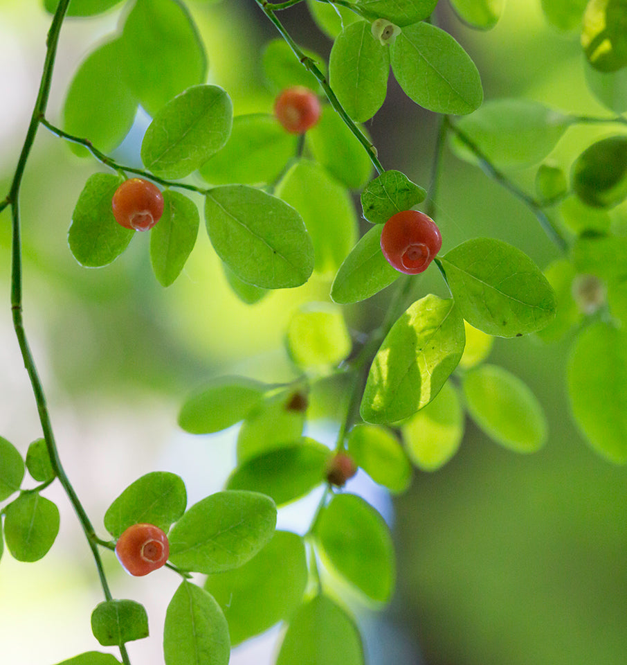 red huckleberry seeds