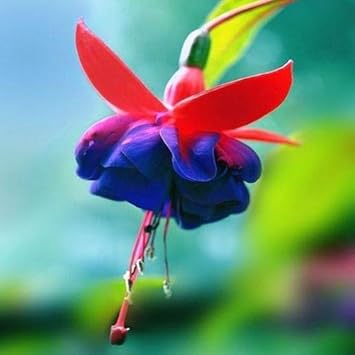 Red Blue flower seeds