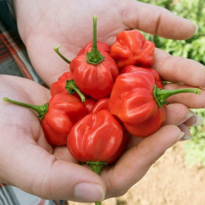 Red Bonnet Pepper Seeds for Planting – Heirloom Non-GMO Garden Seeds