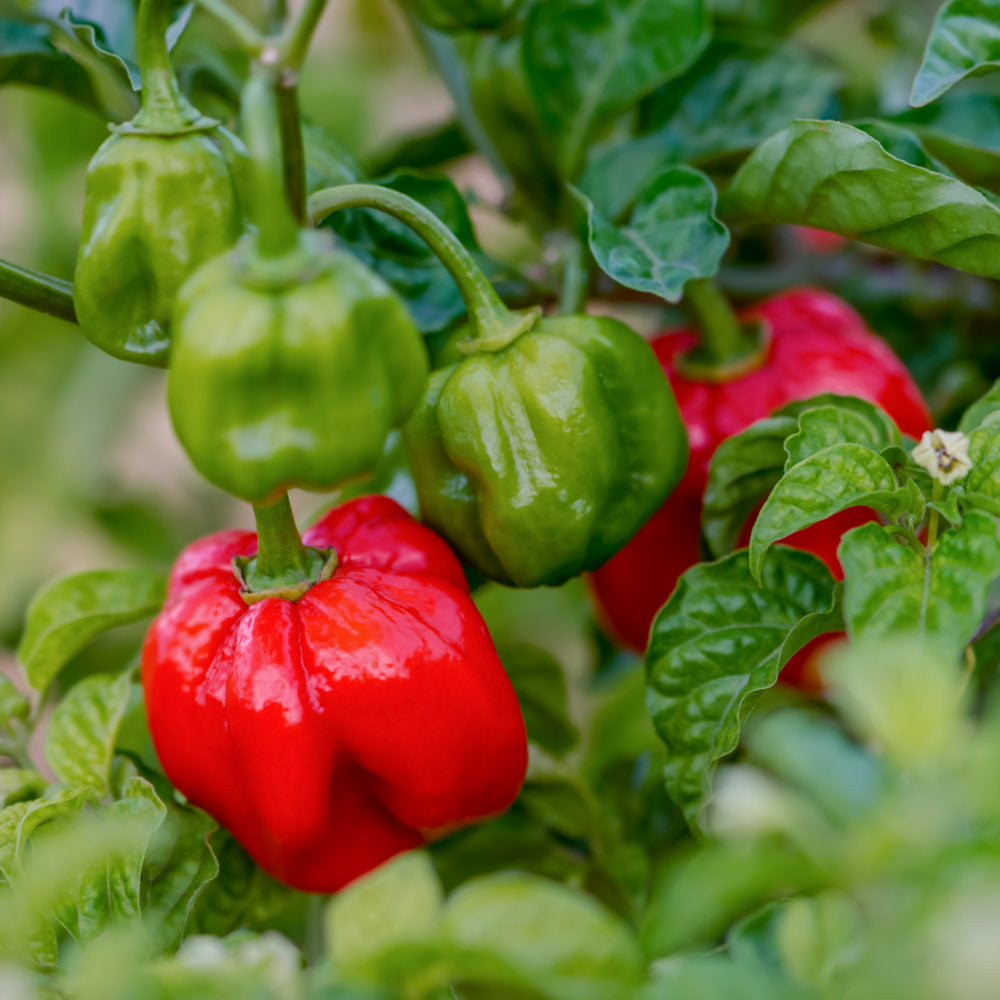 Red Bonnet Pepper Seeds