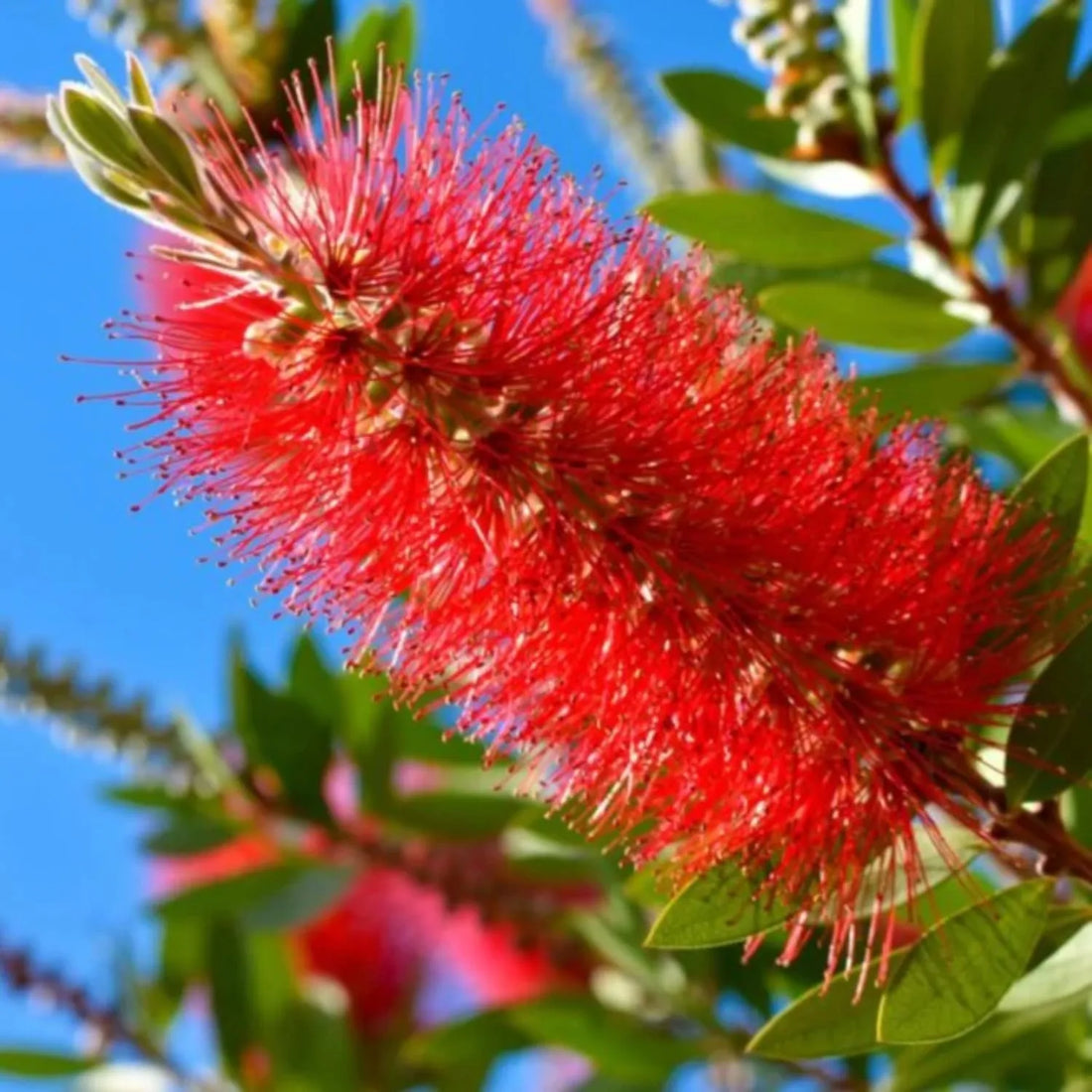 Red Bottlebrush flower seeds