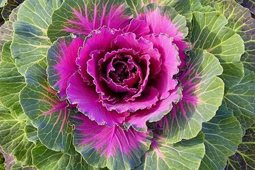 Red Cabbage Seeds for Planting – Brassica oleracea Garden Seeds
