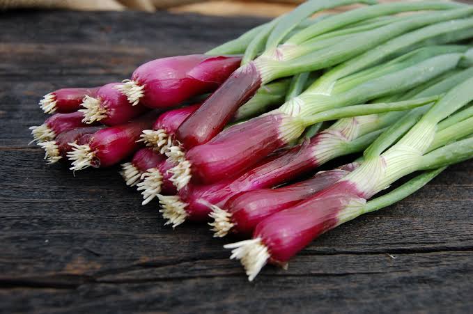 Red Bunching Onion Shallot Seeds with colorful onion stems growing in a home vegetable garden