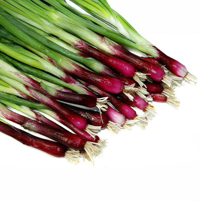 Red Bunching Onion Shallot Seeds with colorful onion stems growing in a home vegetable garden