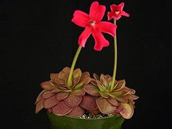Red Butterwort Growing in Bog Garden Container