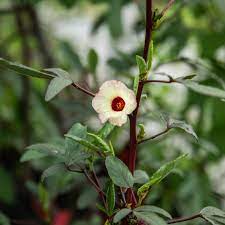 White Red flower seeds