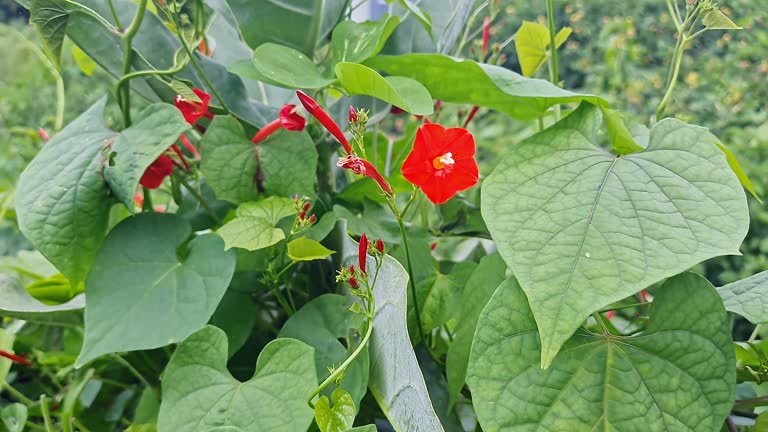 Red Cardinal Climber flower vine with scarlet-red blooms and feathery green foliage