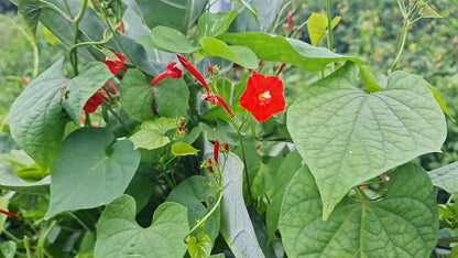 Red Cardinal Climber flower vine with scarlet-red blooms and feathery green foliage