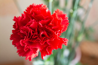 Red Carnation flower seeds