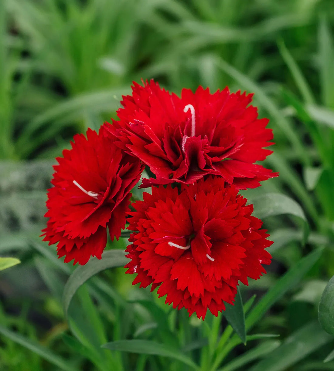 Red Carnation flower seeds