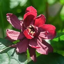 Carolina Allspice Shrub Growing in Cottage Garden