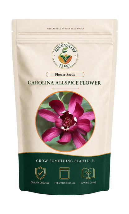 Red Carolina Allspice Flower Seeds for home gardens