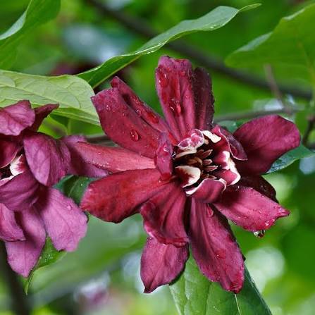 Carolina Allspice Shrub Growing in Cottage Garden