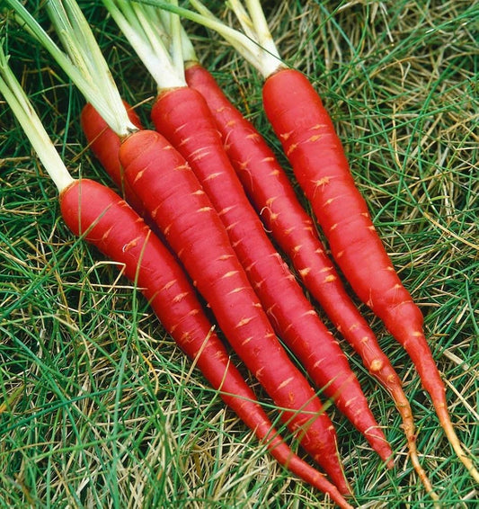 Red Carrot Seeds for Planting with vibrant red carrots and green foliage