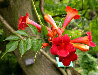 Red Chandelier flower seeds