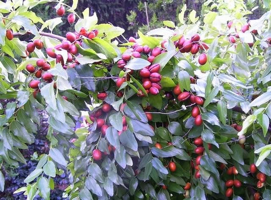 red chinese date seeds