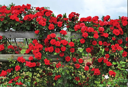 Red Climber Flower Seeds for Planting with vibrant red Cardinal Climber flowers