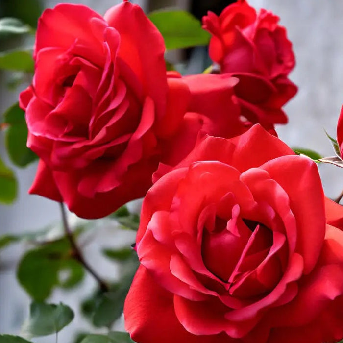 Fragrant Climbing Rose plant