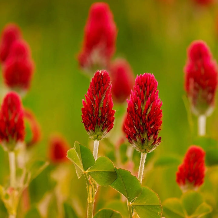 Red Clover Flower Seeds with pinkish-red flower heads and green trifoliate leaves
