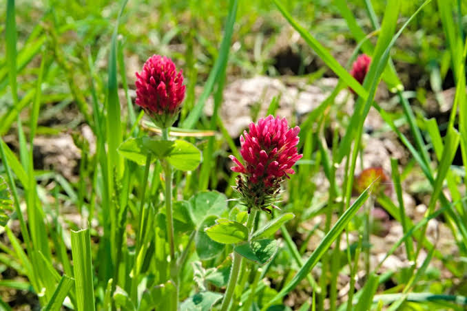 Red Clover Flower Seeds with pinkish-red flower heads and green trifoliate leaves