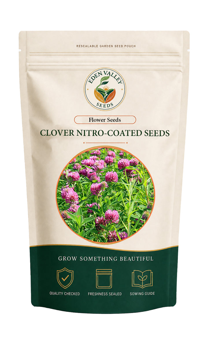 Red Clover Trifolium pratense seeds for planting